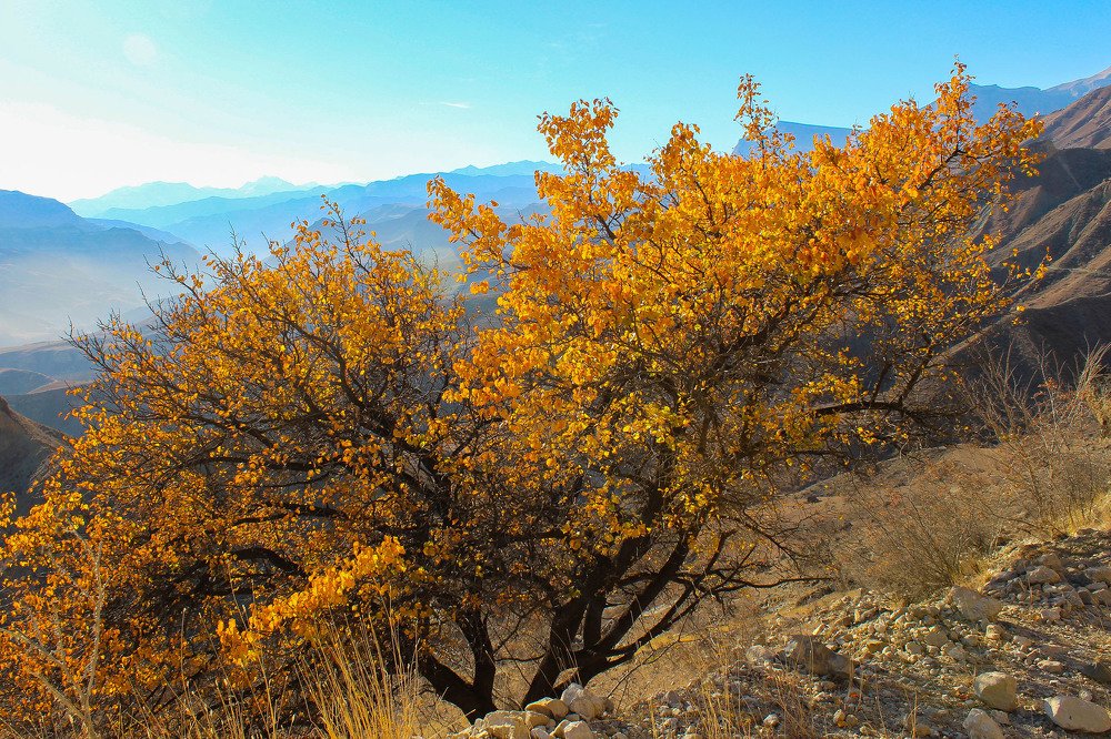 В золотом наряде