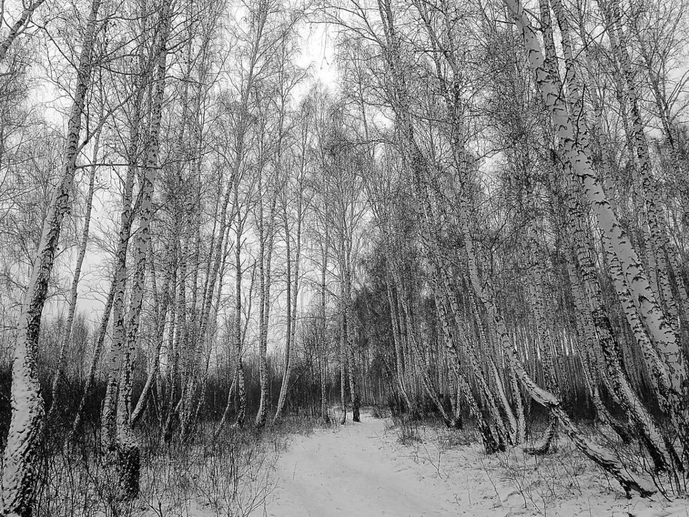 Всё в белом ...