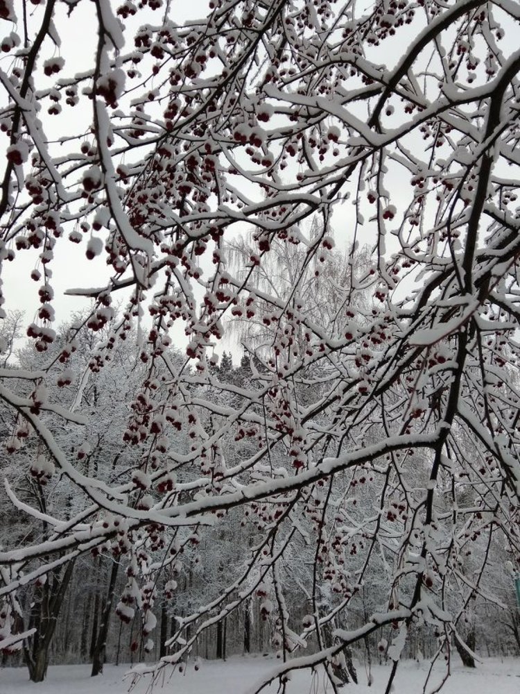 Калина в морозный, январский день ...