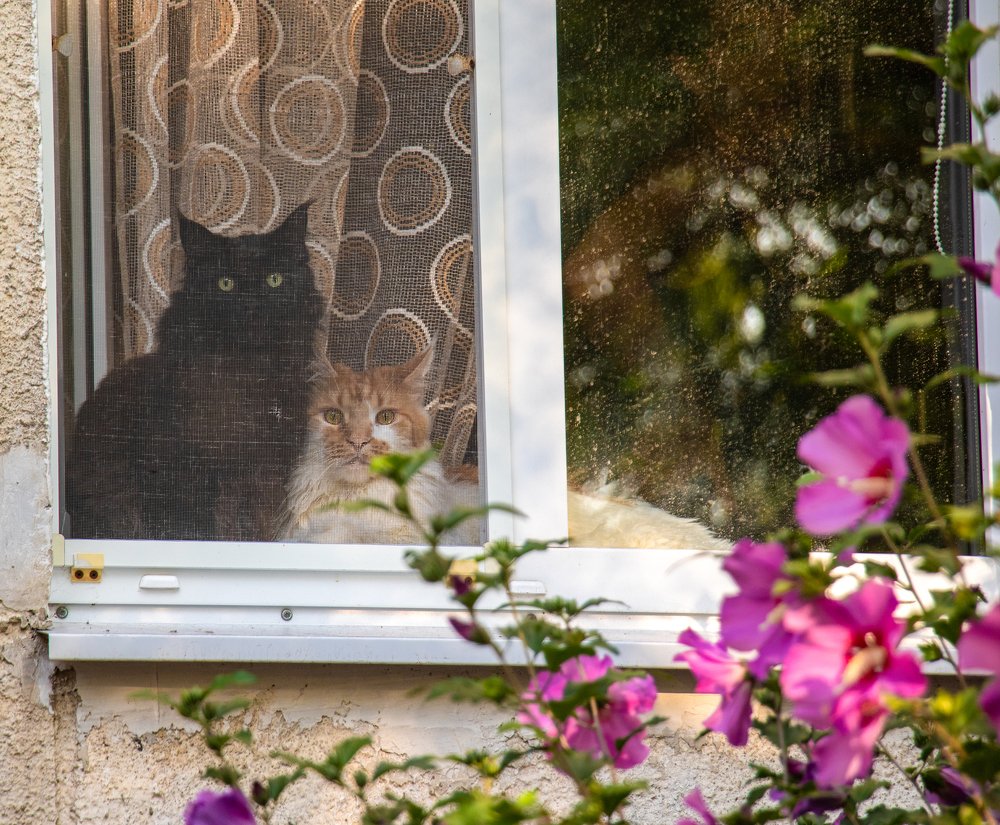 Сводные братья