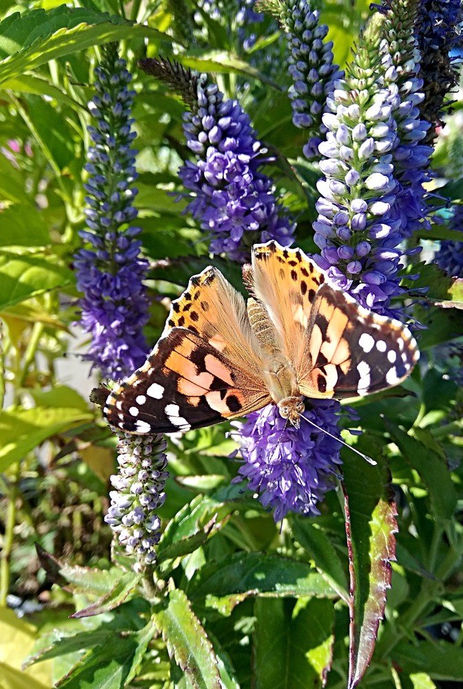Порхающая красота ...