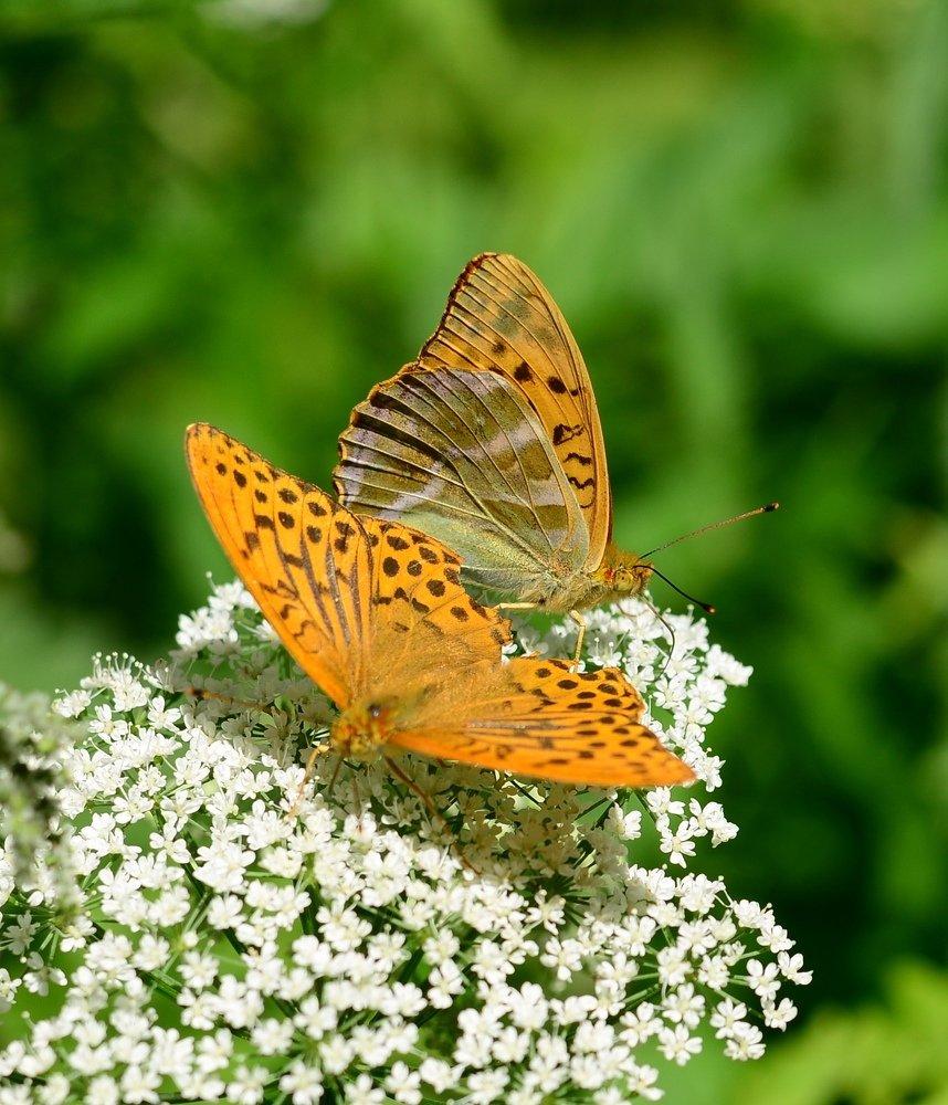 Фотография автора Anna NovaLova