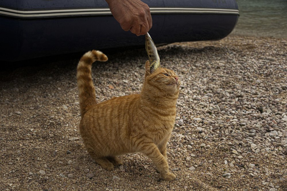 Такую рыбу не ем