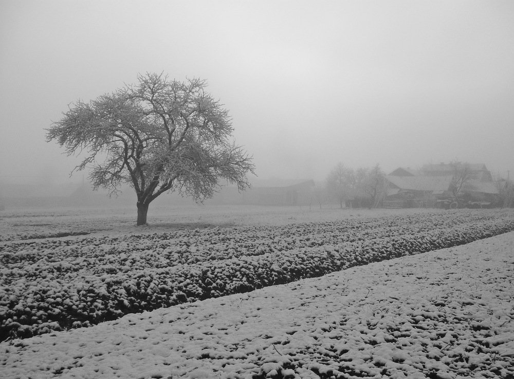 Утро. Первый снег.