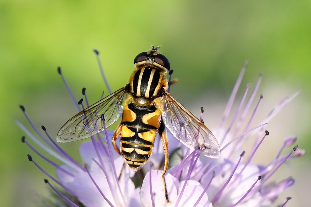 Муха-журчалка.