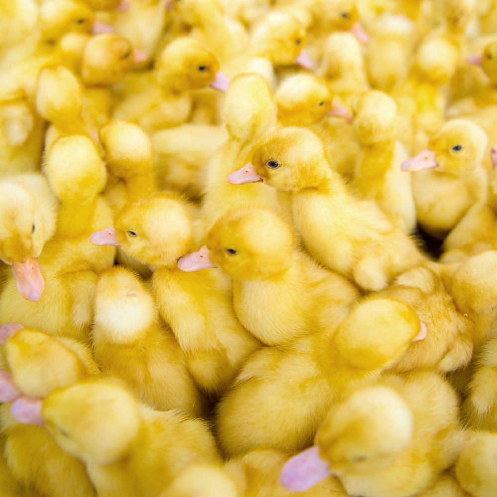 Photograph by Юрий Бершадский