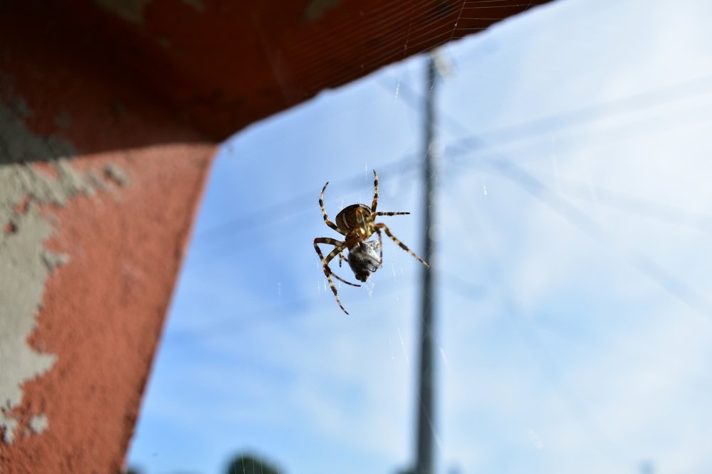 Photograph by Janusz Osika