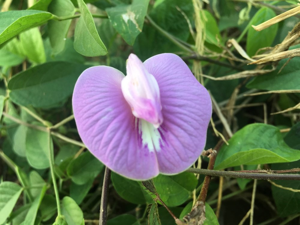 Butterfly Pea