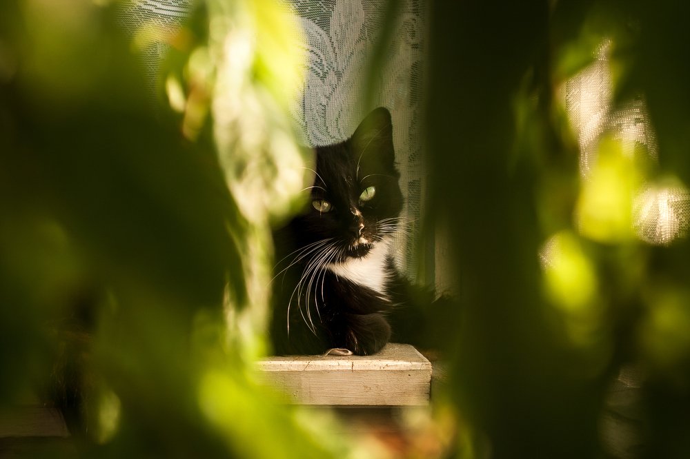 Хищник в зарослях