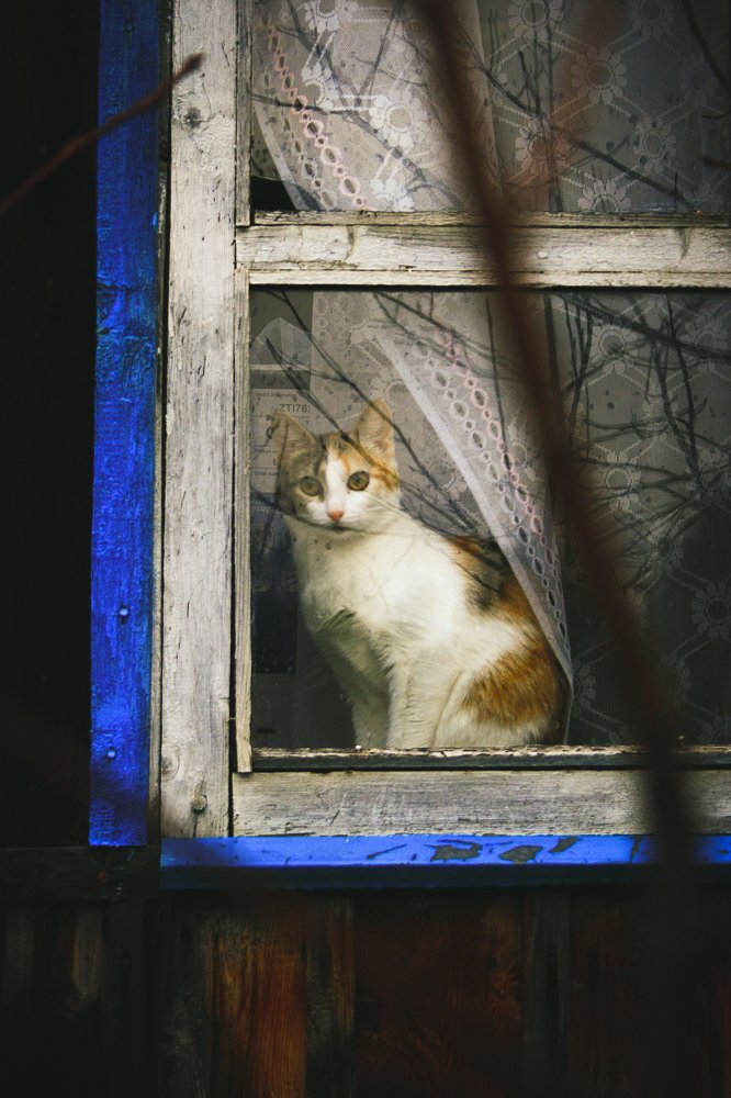 Кошка на окошке