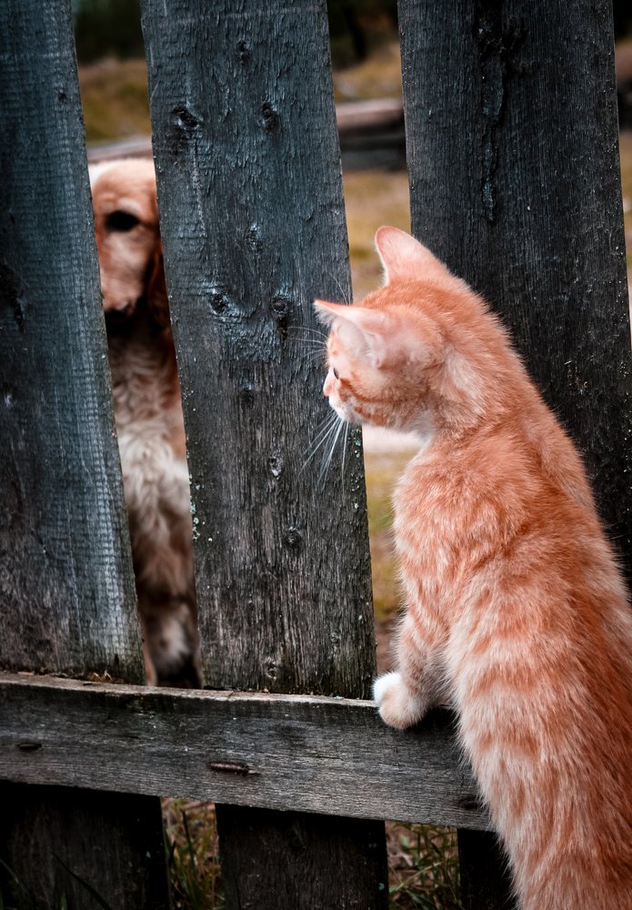 Рыжие друзья