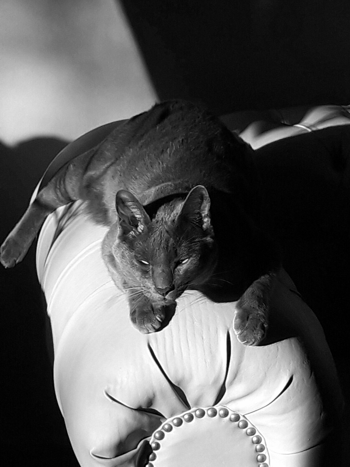 Photo #3528519