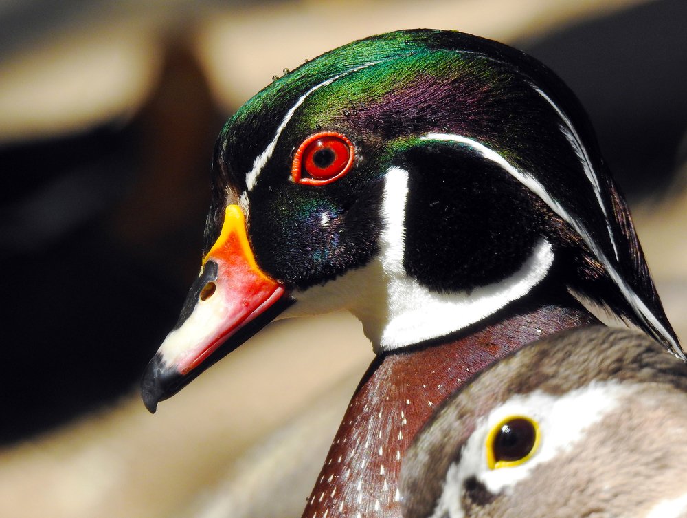 Photograph by Сергей Шипулин