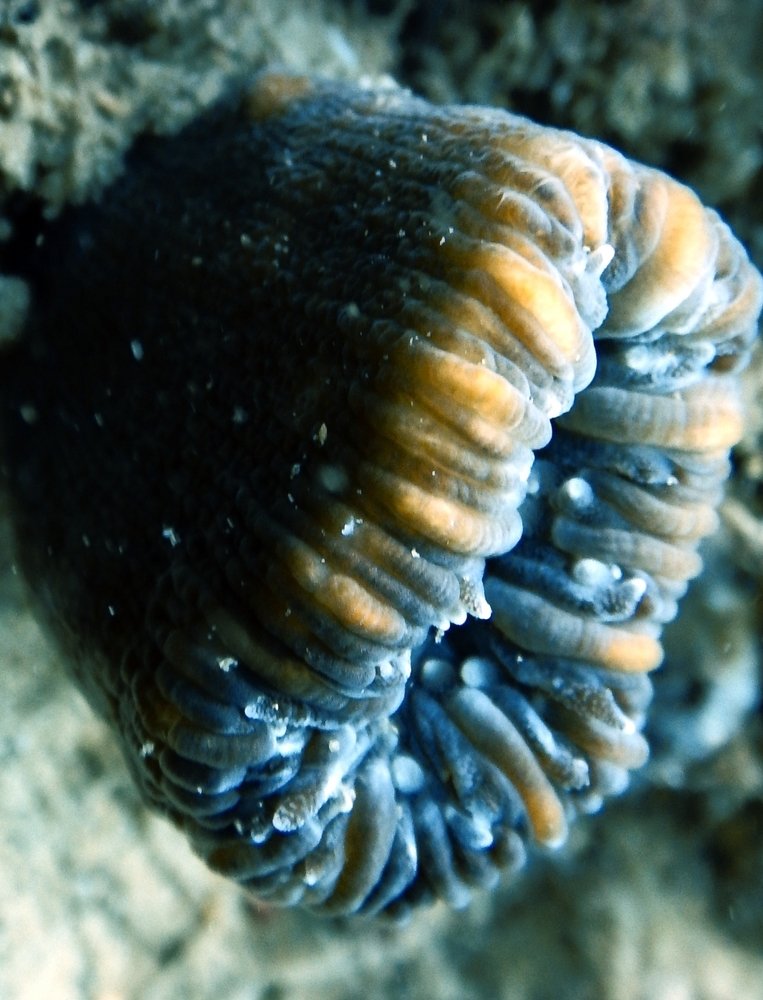 Photograph by Predrag Sneler