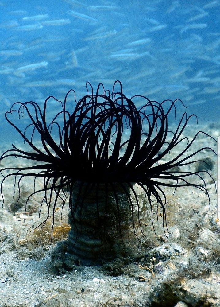 Photograph by Predrag Sneler