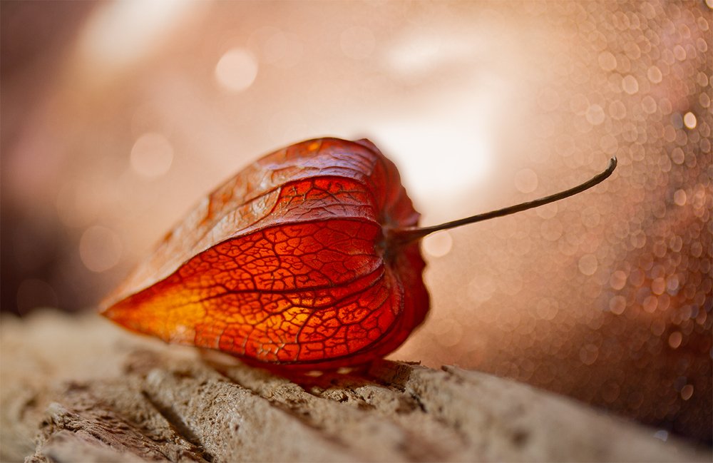 Photograph by Александра Печёнкина