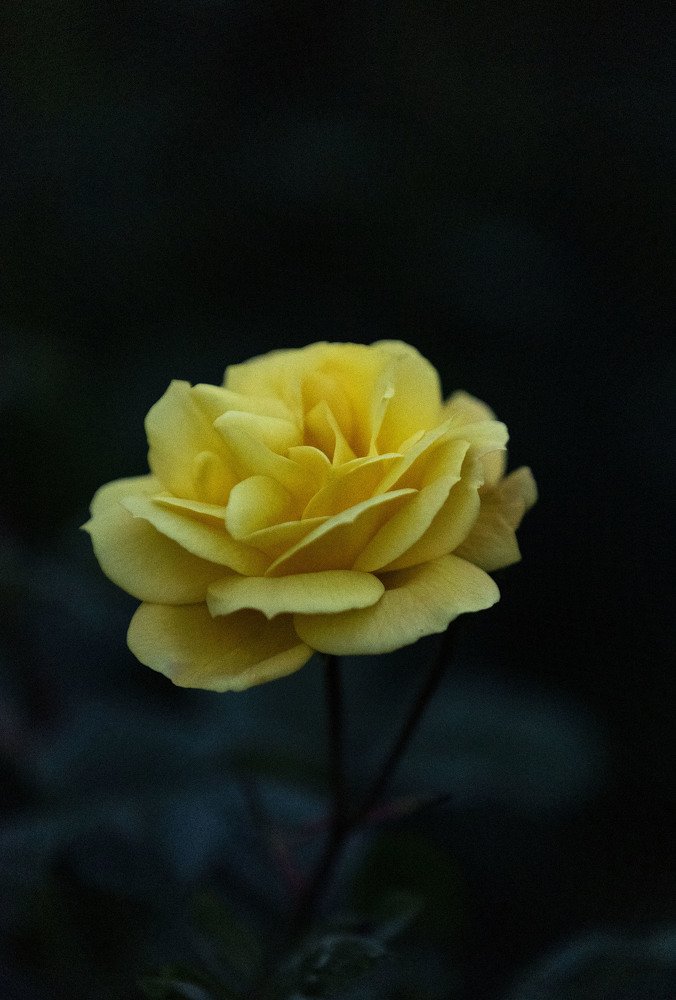 Photograph by ИРЕНА Федорова