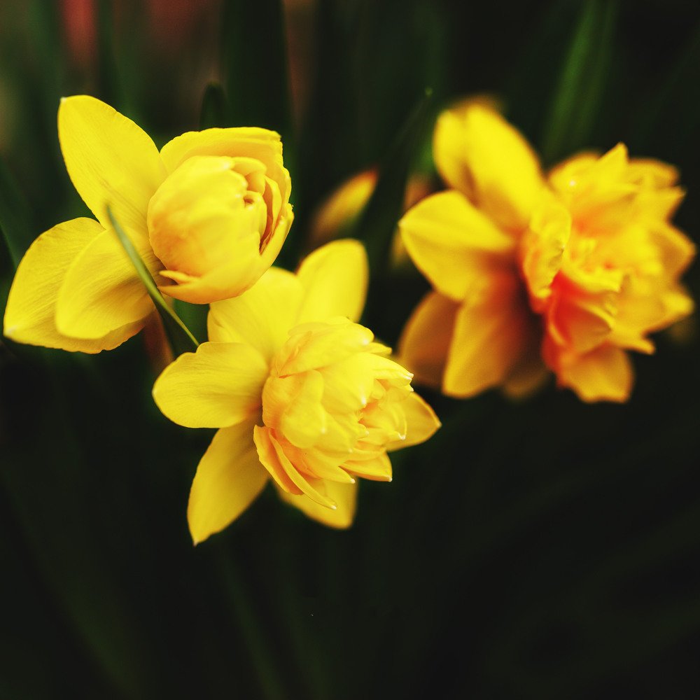 Photograph by ИРЕНА Федорова