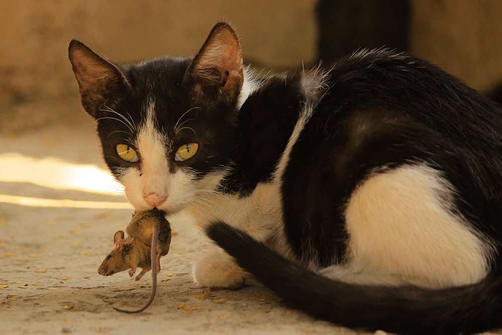 Photograph by Namdev Nagare