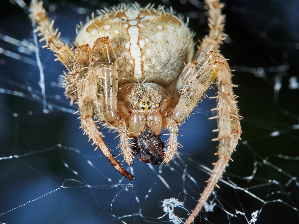 Spider and its lunch