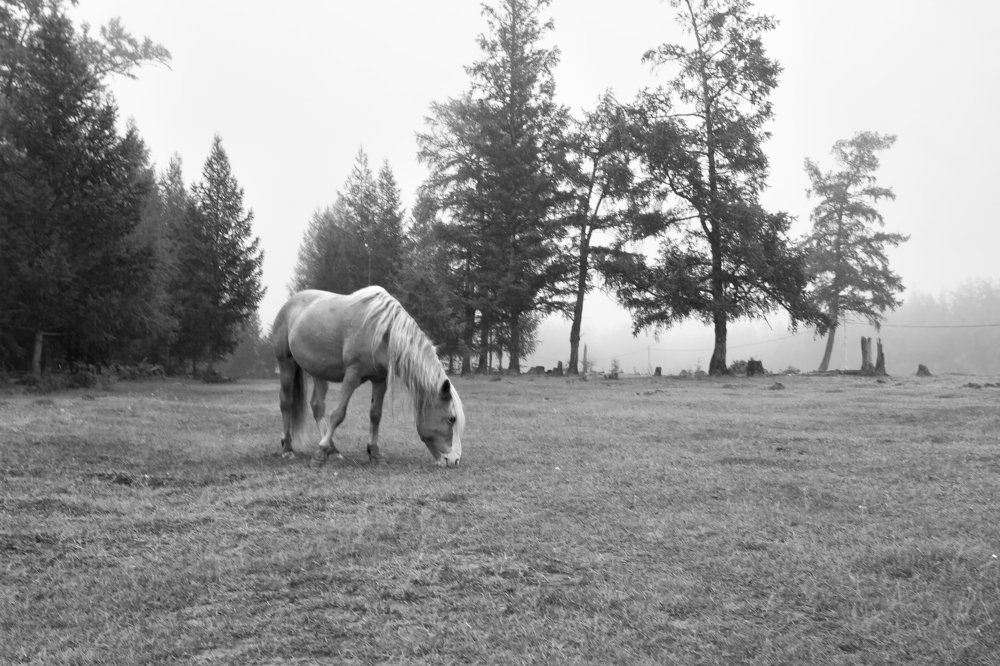 Туманным утром.