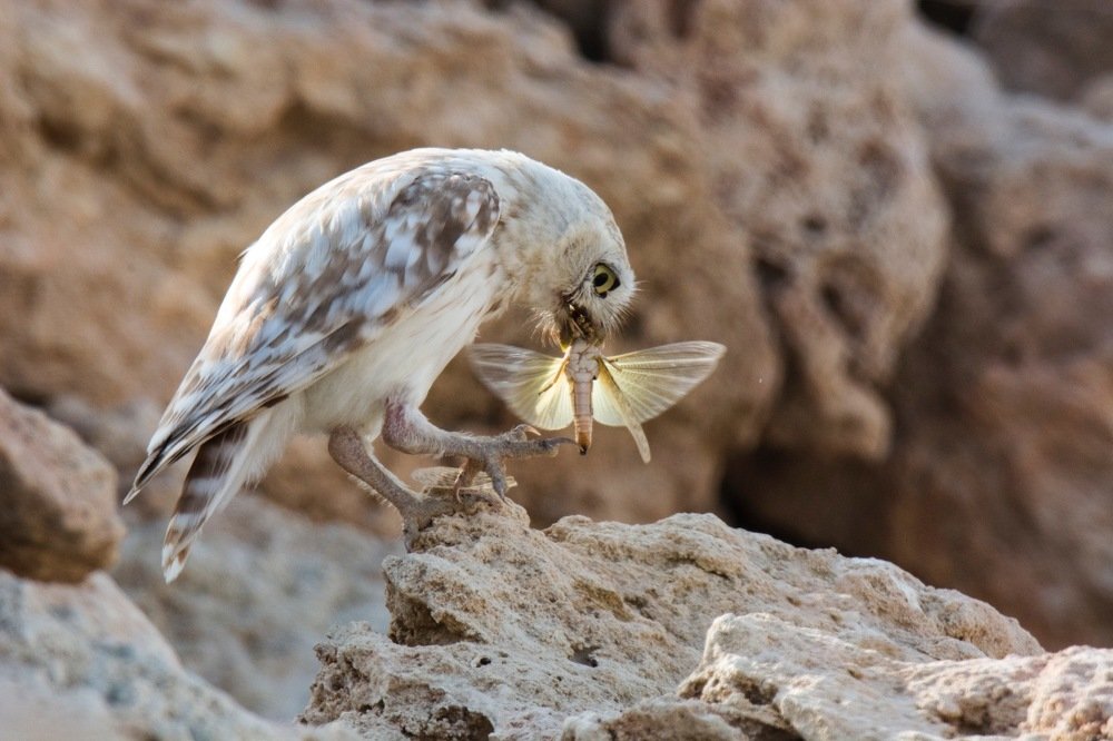 Photograph by Ahmad Abdelkader