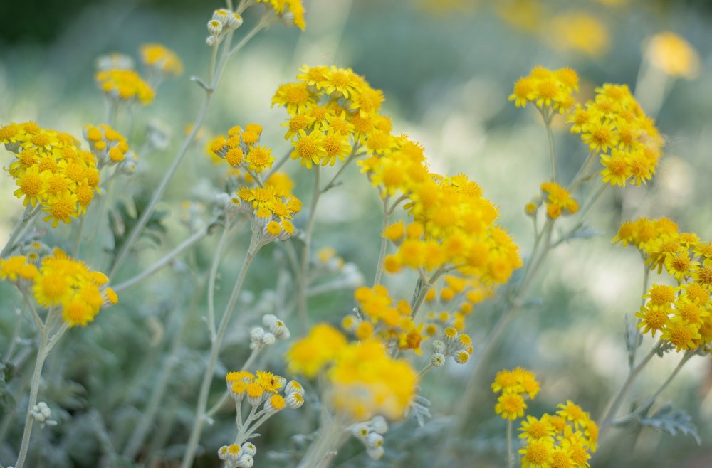 Желтые нотки