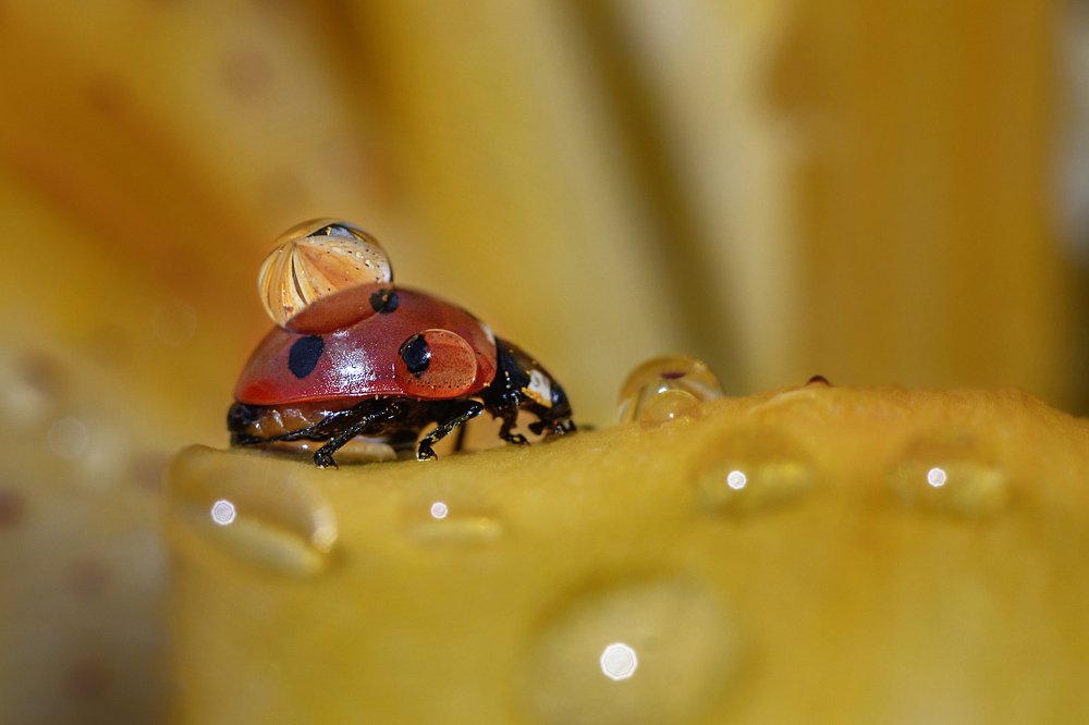 Photograph by Анна Дегтярёва