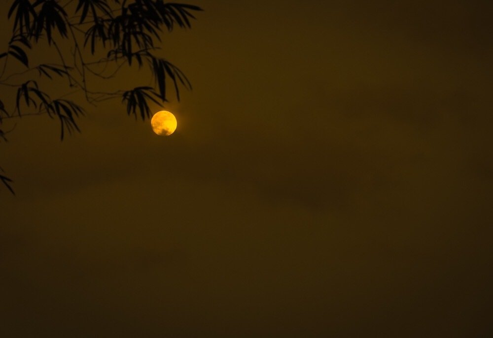 Photograph by Dinesh B Rathnayake