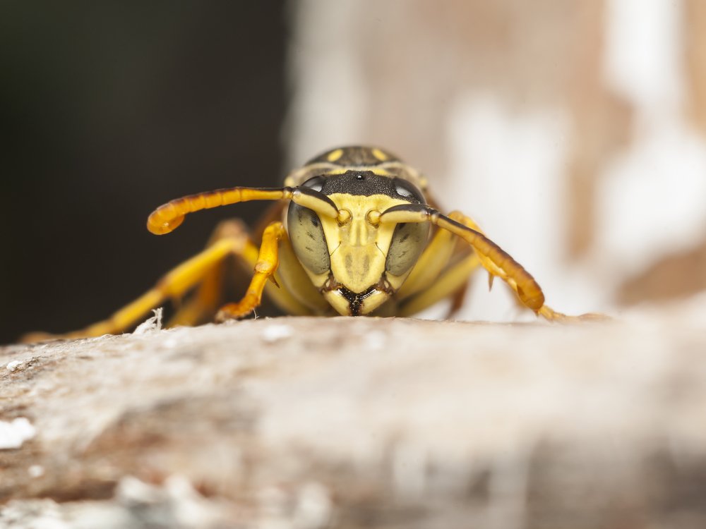 Photograph by Игорь Мальцев