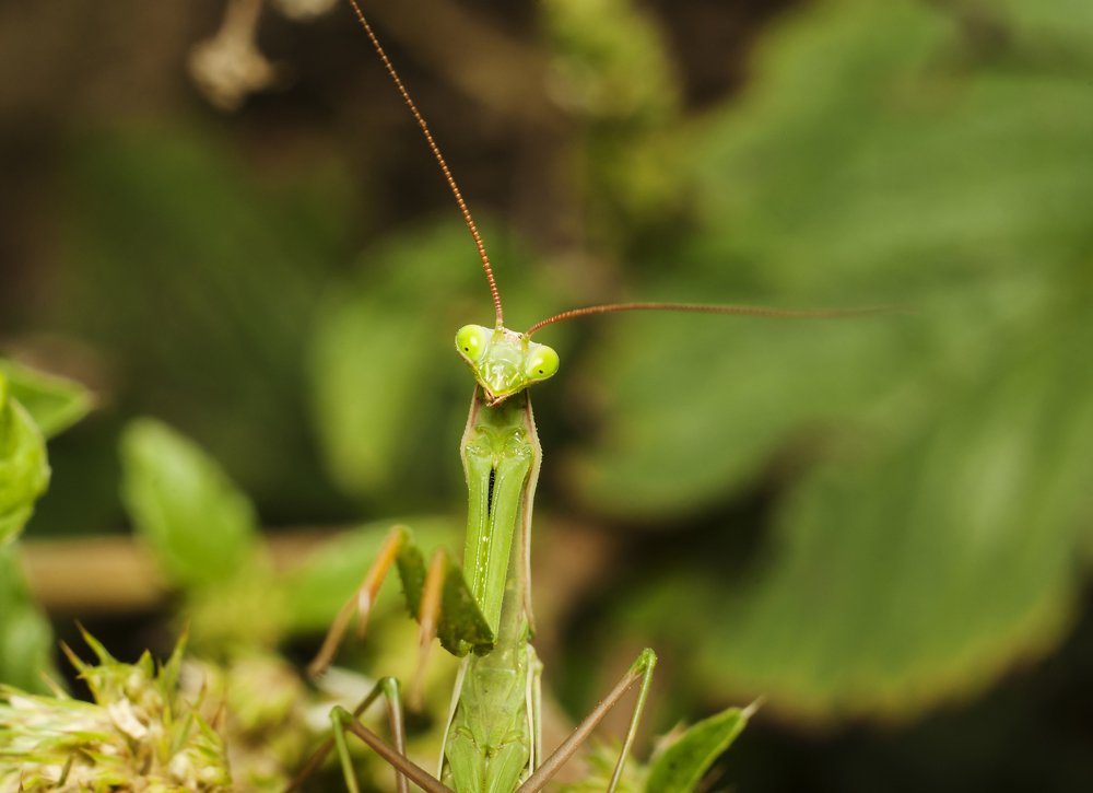 Photograph by Игорь Мальцев