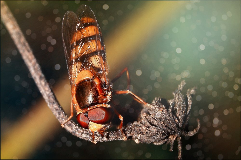 Photograph by Роман Сергеев