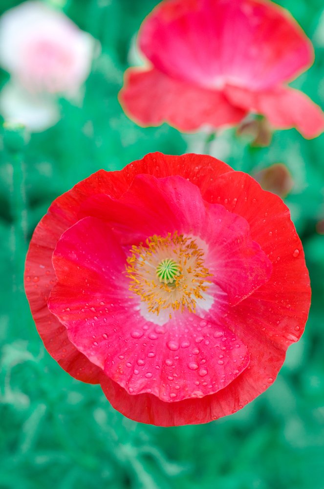 Photograph by Анастасия Олексенко