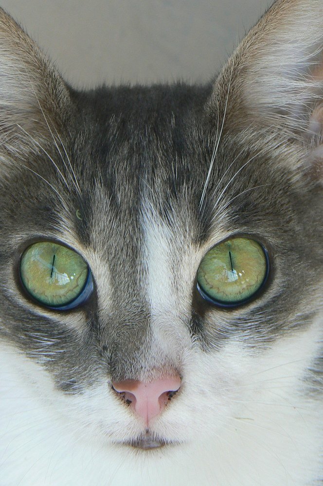 Кошачий взгляд.)