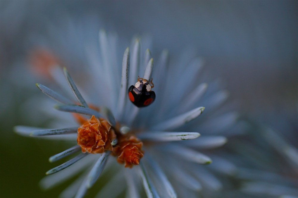 Photograph by Nataliya Mochernyuk