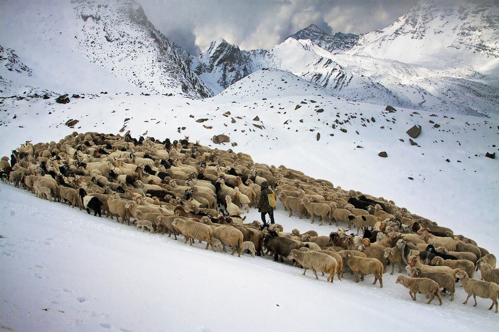 Перегон скота в Тушети