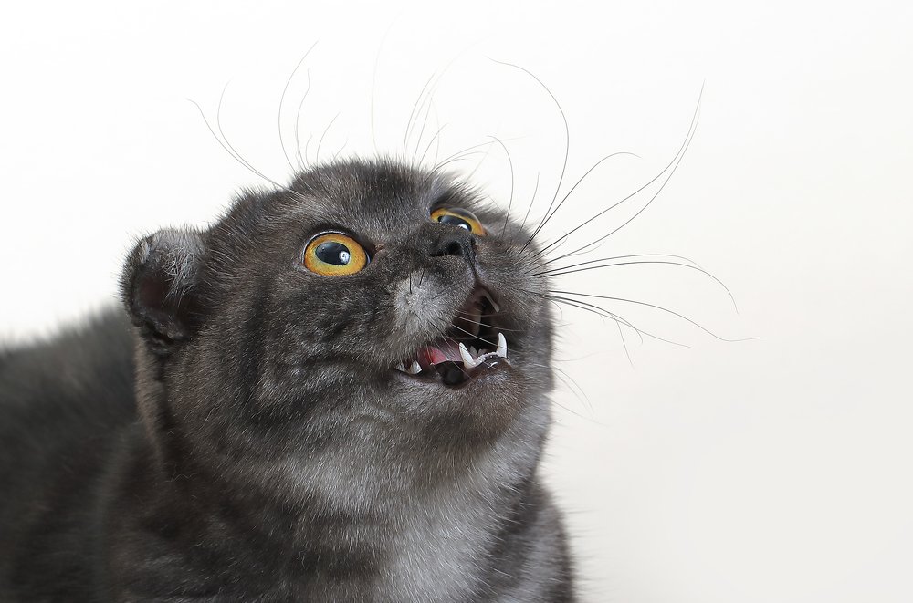 Photograph by Дмитрий Самборский