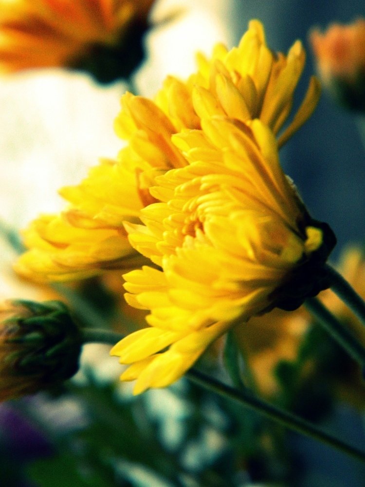 Photograph by Гибина Екатерина