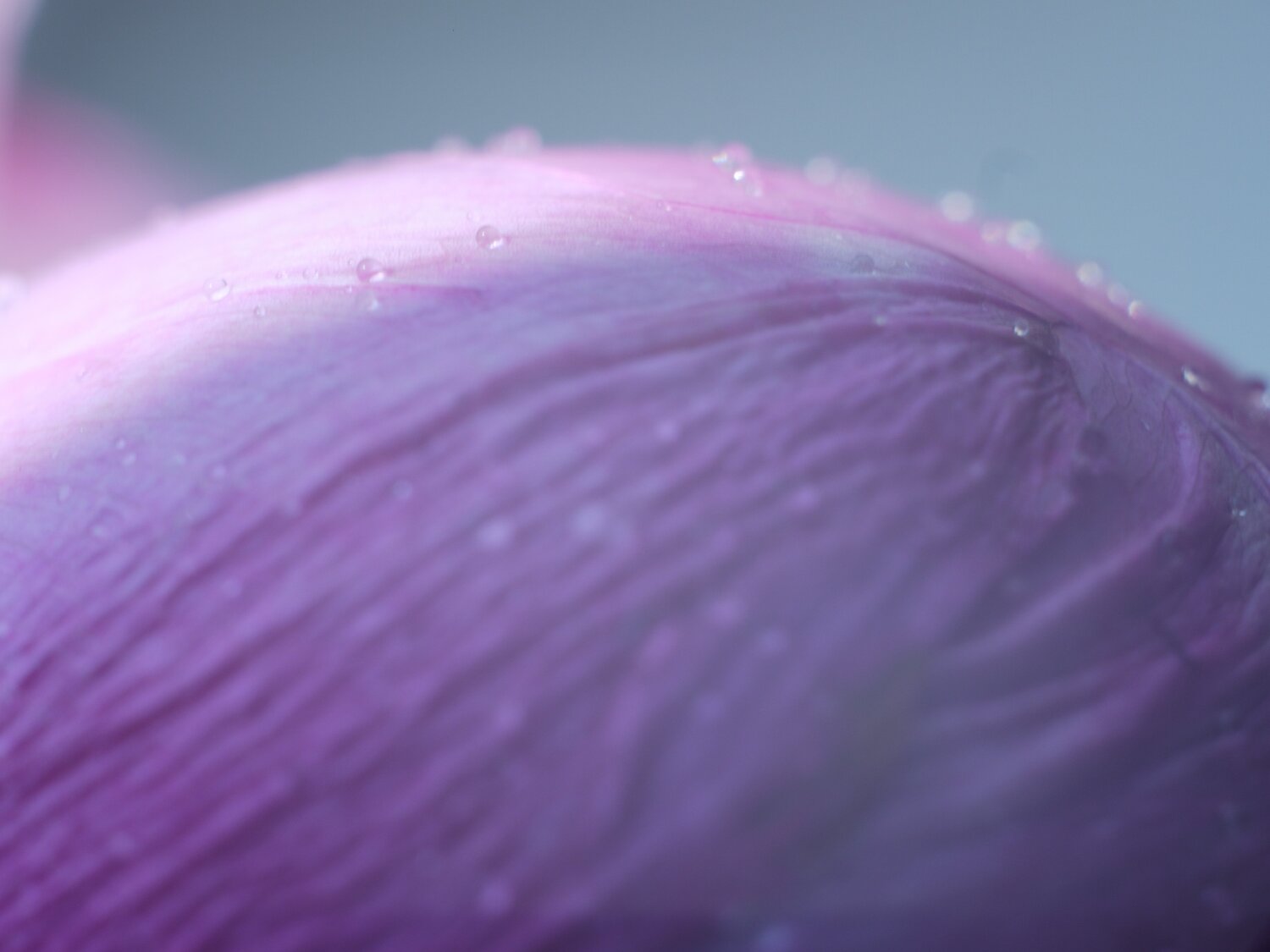 Photo #3529912