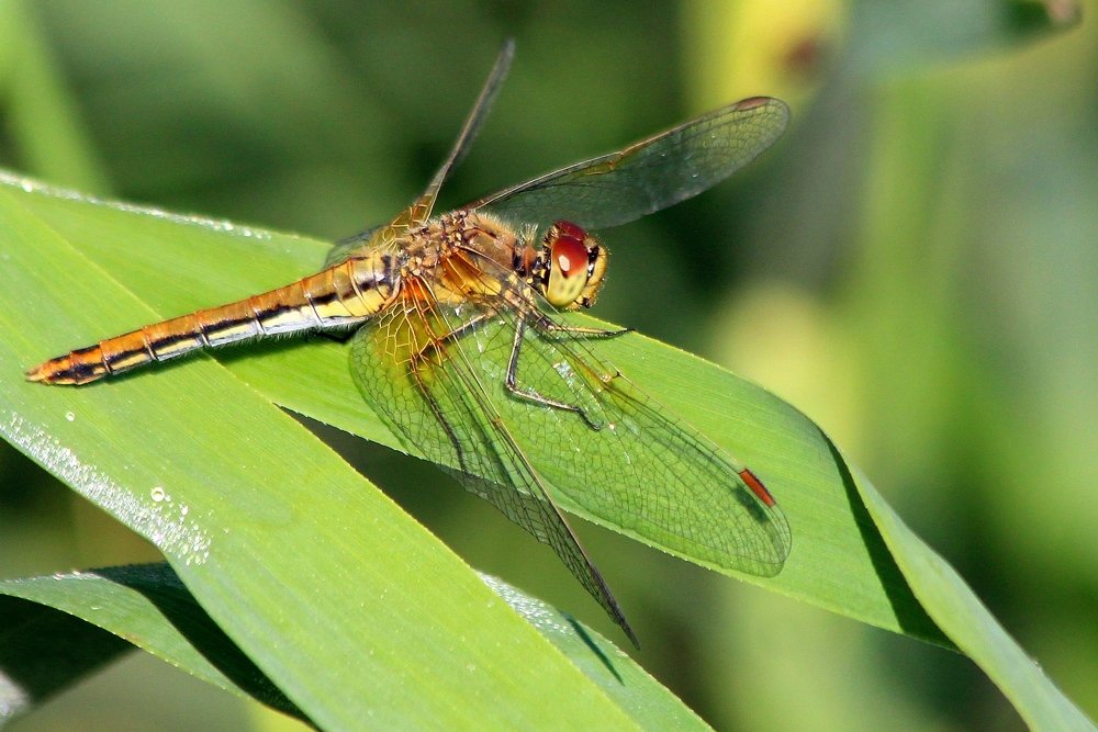 Photograph by Александр Велигура