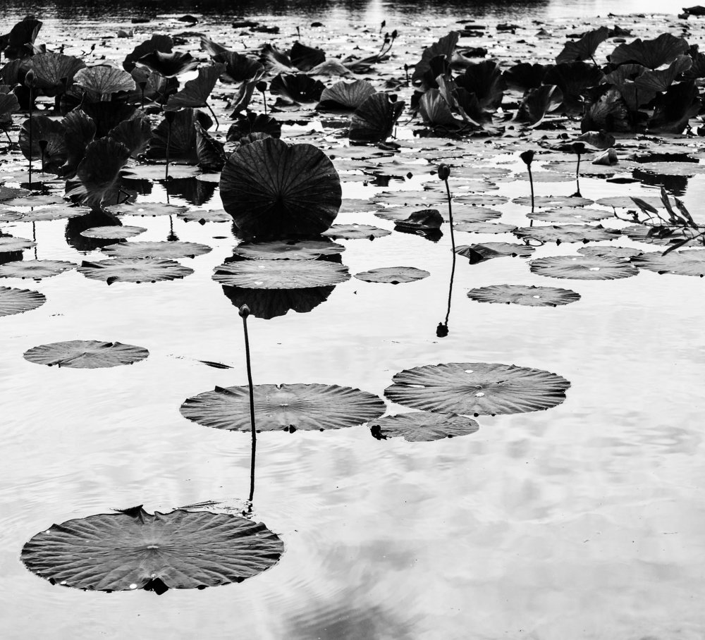 Photograph by Максим Сиротинин