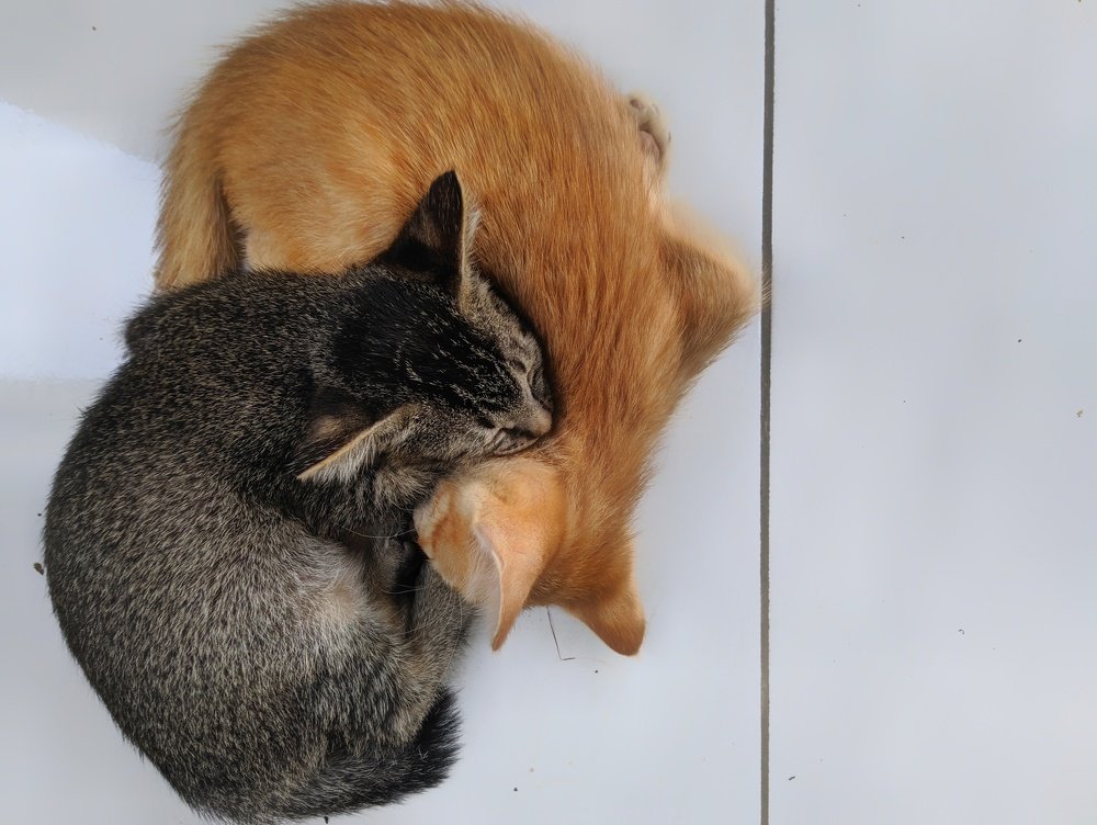Yin Yang
