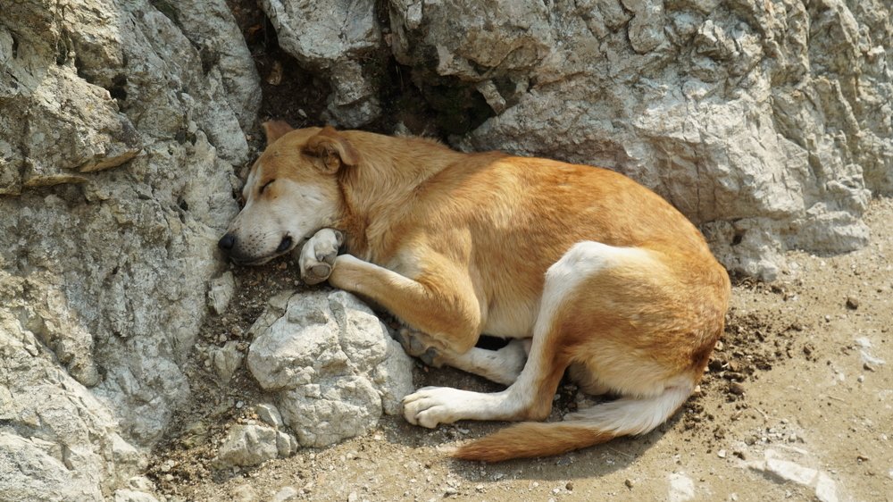 Photograph by Iraj Jabbari