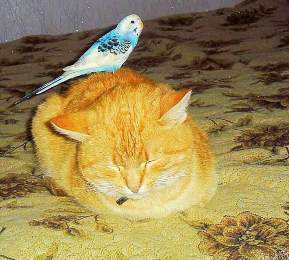 Невозмутимый