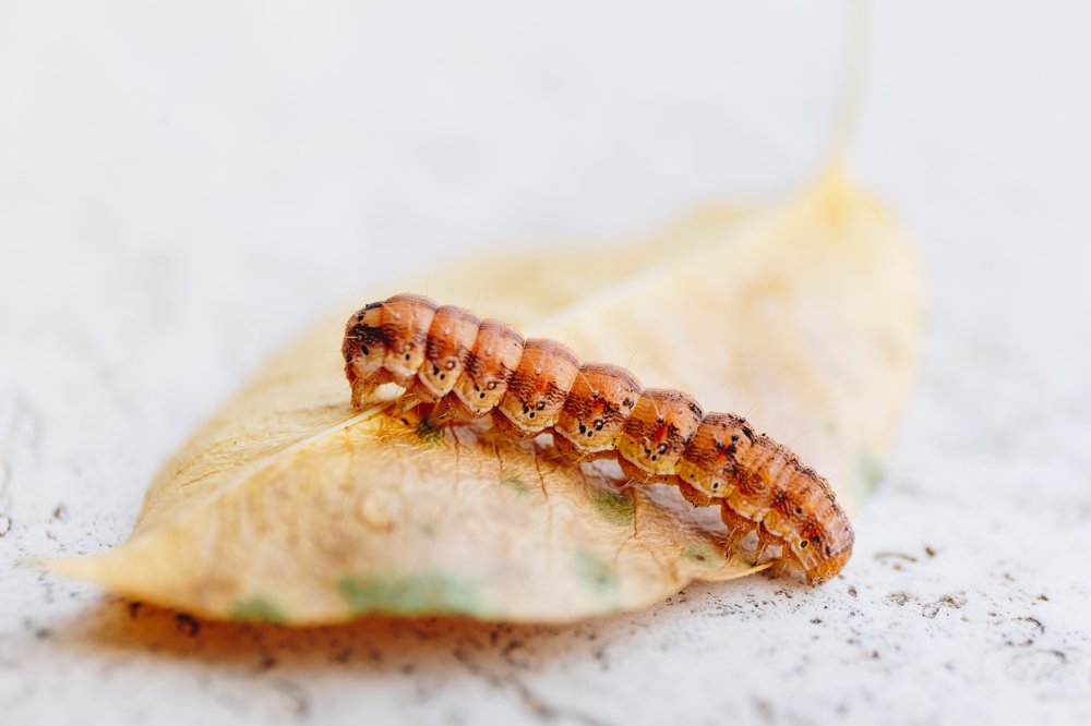 Фотография автора Summerlin