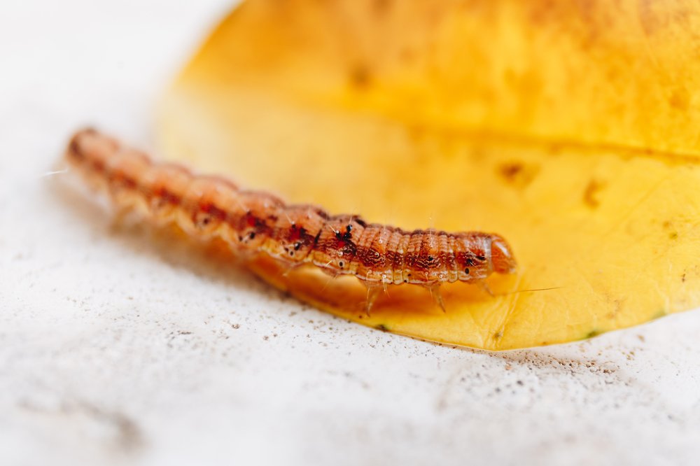 Фотография автора Summerlin