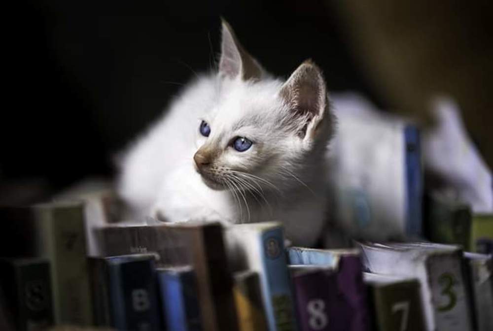 Photograph by Ollero Jonathan