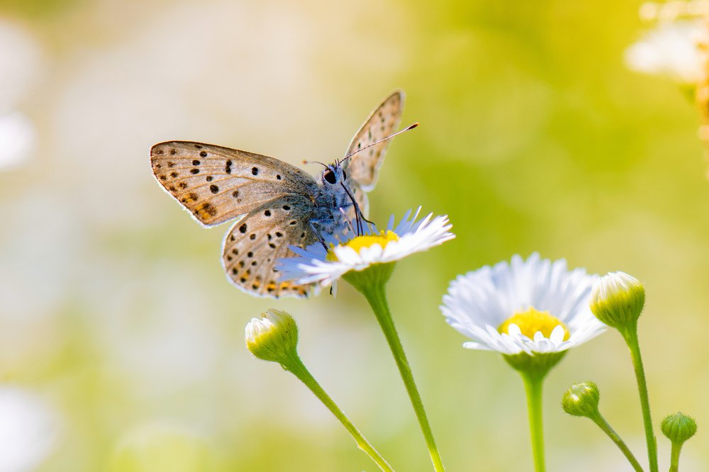 Летнее настроение