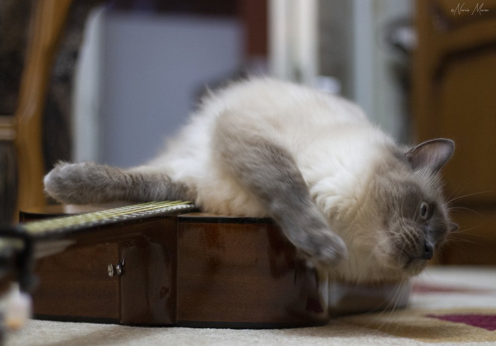 Photograph by Narcis Aurel Mursă