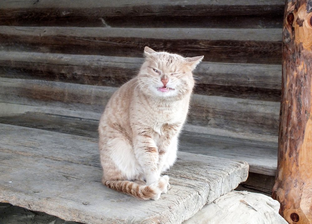 Прищур